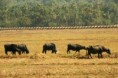 /album/fotogaleria-goa/photos1c245-752-photoredukto-jpg/